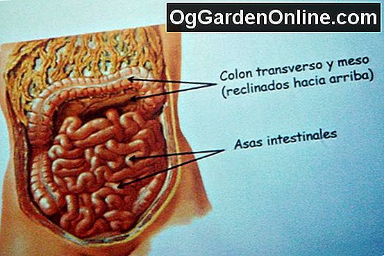 Las Partes Intestinales Jardineria Diseno La Decoracion Del Jardin 21