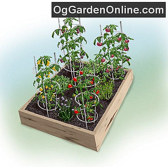 Heirloom Tomate 4 x 4-Fuß-Garten: jeder