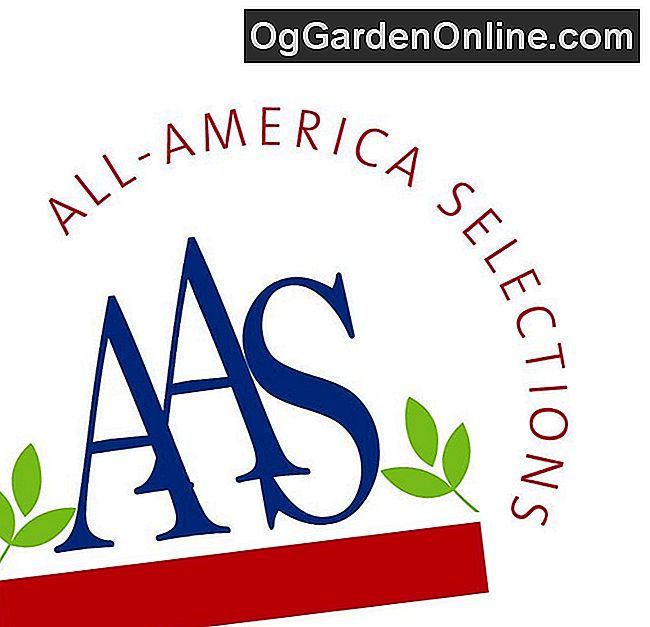 ¿Qué es All America Selections? 🌿 Jardinería. Diseño. La Decoración Del