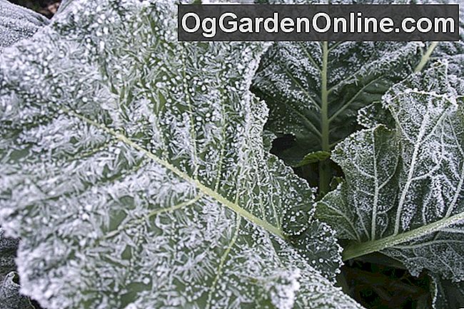 Manche Gemüsesorten sind frosthart und vertragen sogar eisige Temperaturen.
