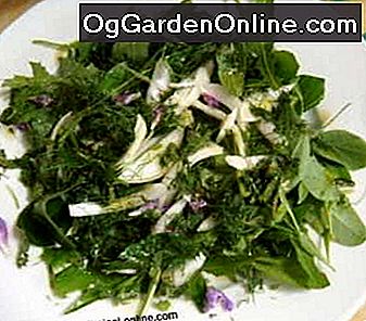 Wildpflanzen Salat