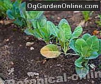 plantas cultivadas en huerto