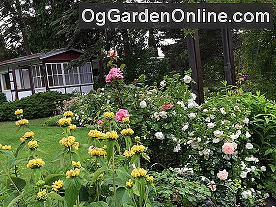 Gartenbesucher: Der Rosenreiher Grosbeak