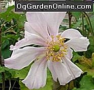 Anemone, der Windflower: Teil 3 - Die Herbstblüher und Hybriden: windflower