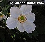 Anemone, der Windflower: Teil 3 - Die Herbstblüher und Hybriden: hybriden