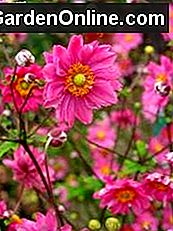 Anemone, der Windflower: Teil 3 - Die Herbstblüher und Hybriden: anemone