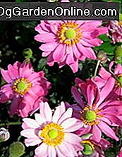Anemone, der Windflower: Teil 3 - Die Herbstblüher und Hybriden: hybriden