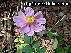 Anemone, der Windflower: Teil 3 - Die Herbstblüher und Hybriden: sind