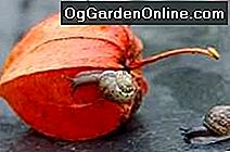 Gartenschnecken, Schnecken und Schnecken: gartenschnecken