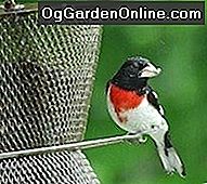 Gartenbesucher: Der Rosenreiher Grosbeak: vögel