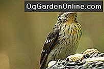 Gartenbesucher: Der Rosenreiher Grosbeak: rosenreiher