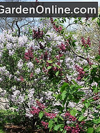 Lilac Sunday am Arnold Arboretum der Harvard University: sunday