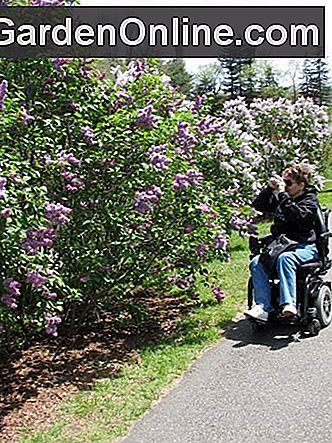Lilac Sunday am Arnold Arboretum der Harvard University: arboretum