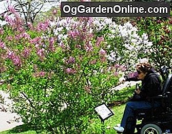 Lilac Sunday am Arnold Arboretum der Harvard University: arboretum