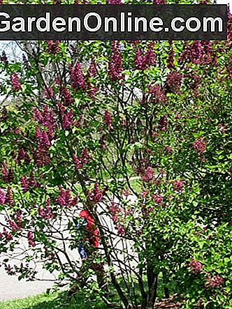 Lilac Sunday am Arnold Arboretum der Harvard University: lilac