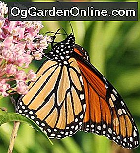 Monarchfalter behalten Habitat: Wie Sie helfen können: monarchfalter